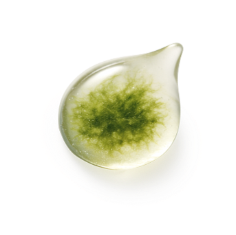 ISOCHRYSIS GALBANA EXTRACT